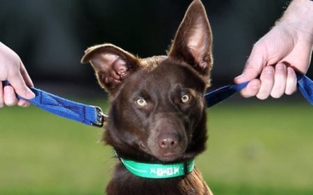 Ex-cônjuge não é obrigado a dividir gastos de cachorro com o qual não convive, decide TJDFT
