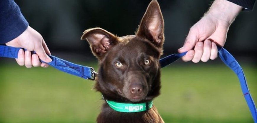Ex-cônjuge não é obrigado a dividir gastos de cachorro com o qual não convive, decide TJDFT